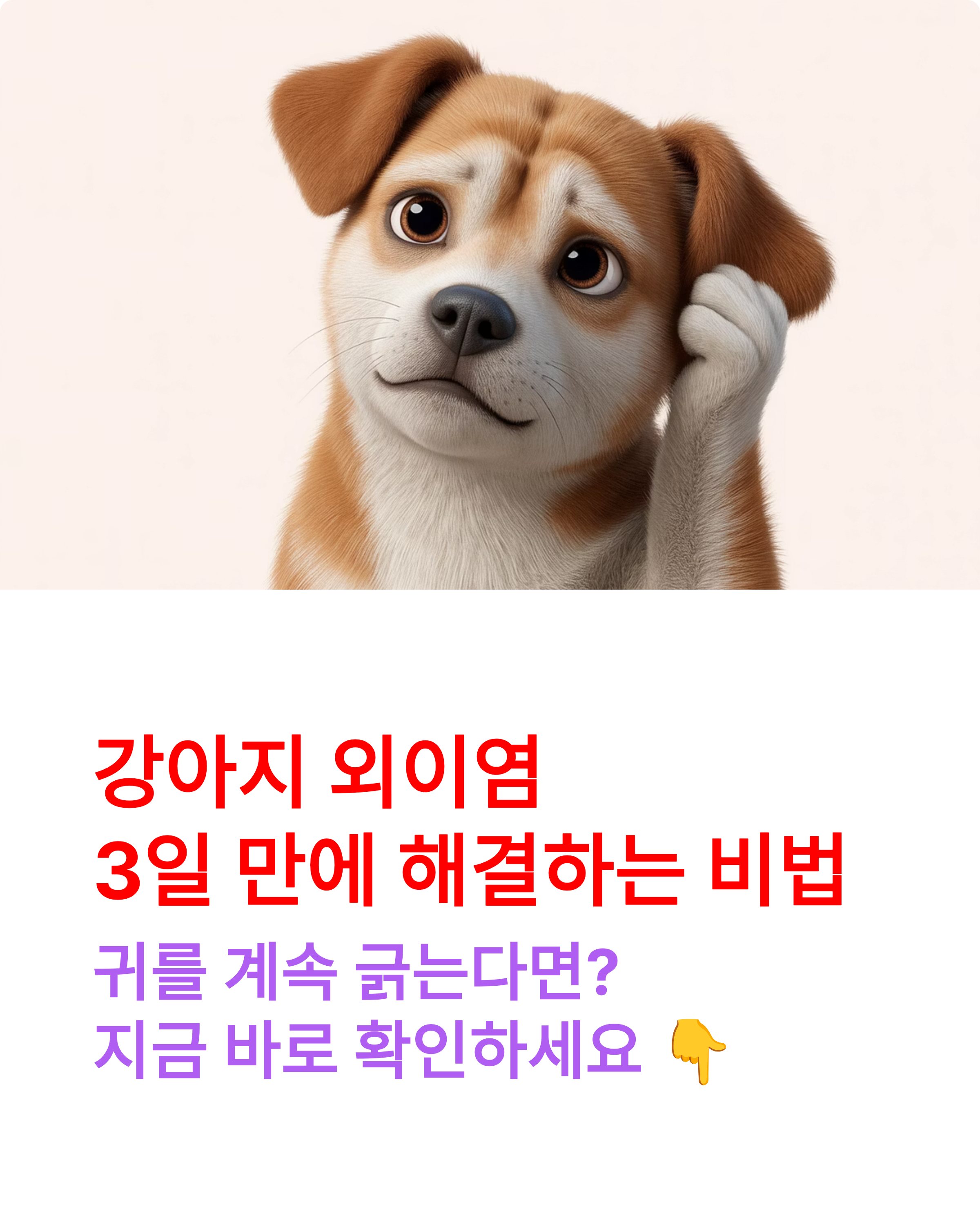 강아지 외이염 100% 해결! 집에서 3일 만에 좋아지는 비법