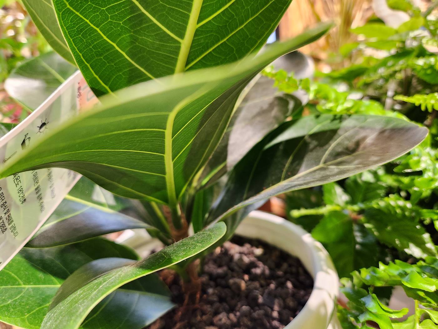 푸루미 고무나무 Furumi