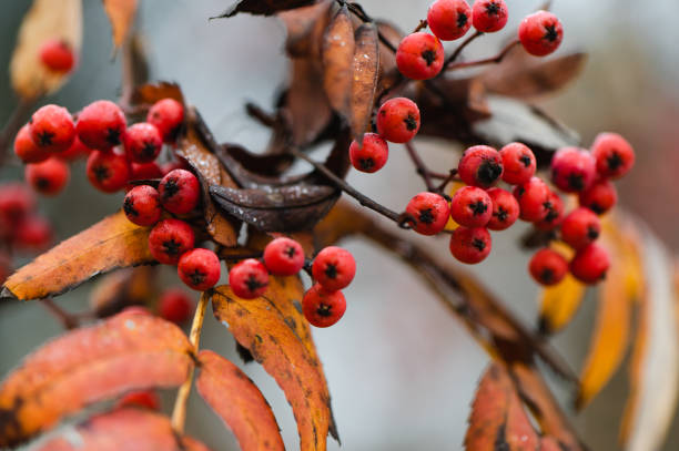 마가목 열매 효능
