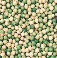 콩나물 효능 부작용 숙취 칼로리