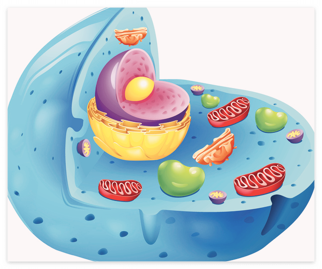 콘드로이친 효능
