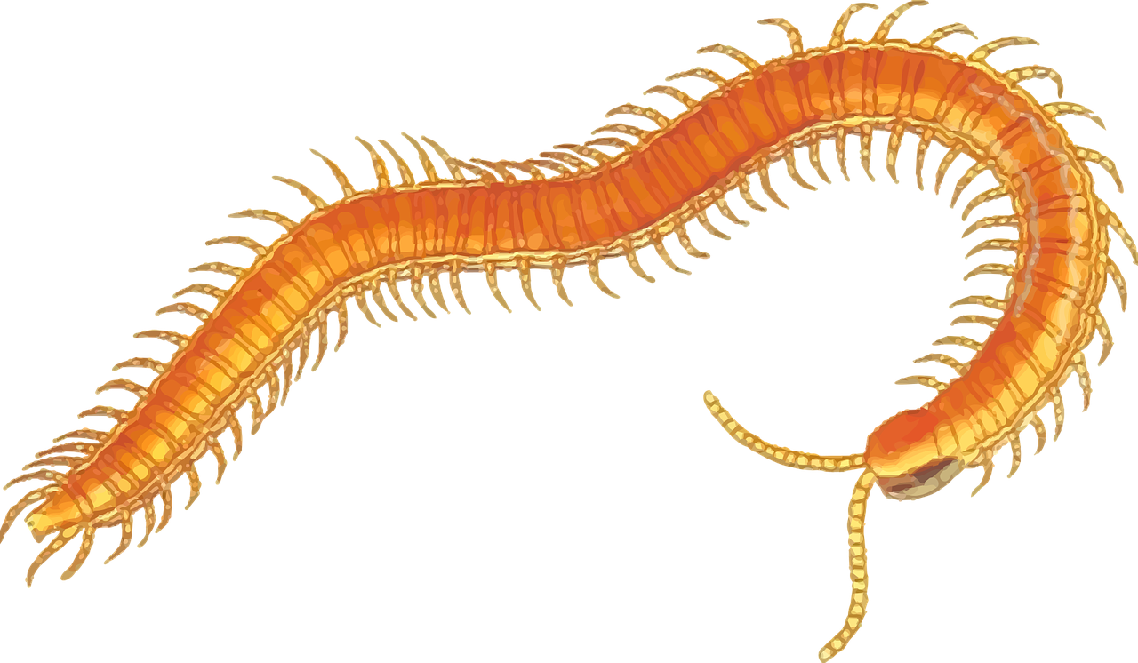 지네 꿈해몽 돈벌레 꿈해몽 벌레꿈해몽 황금지네