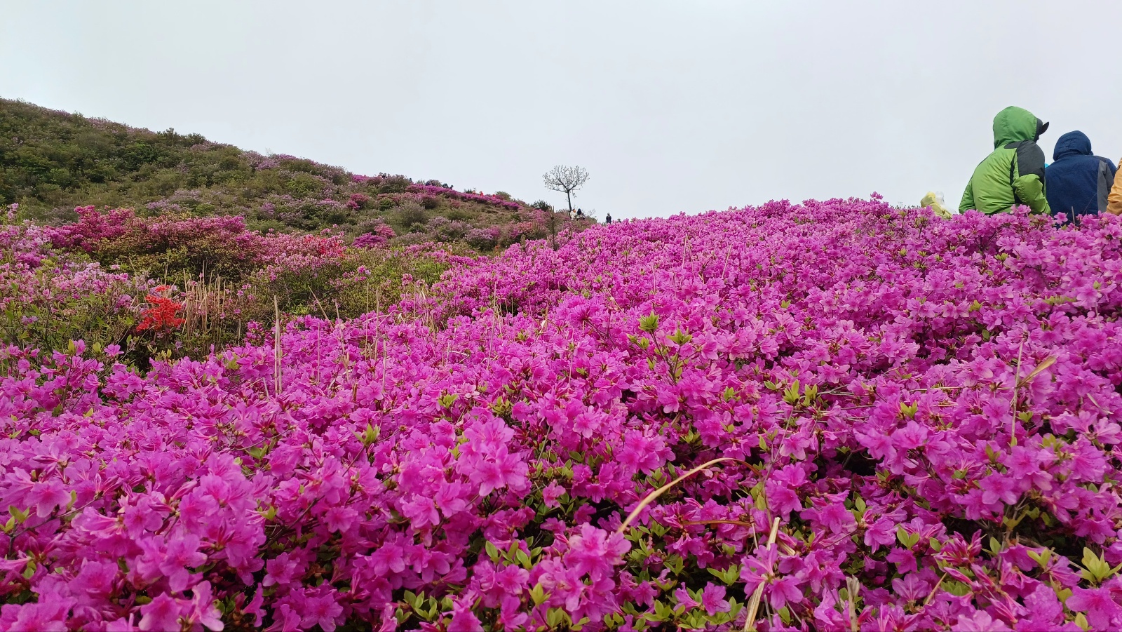 합천 황매산 철쭉2