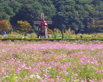 하동 북천 코스모스 메밀꽃 축제_22