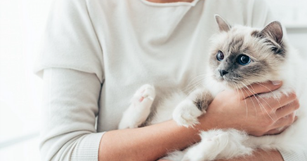주인에게 안겨 있는 긴 털 고양이.