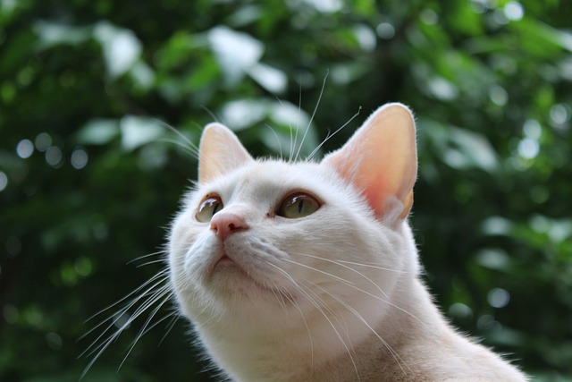 코리안숏헤어-고양이-특징-성격-관리-건강