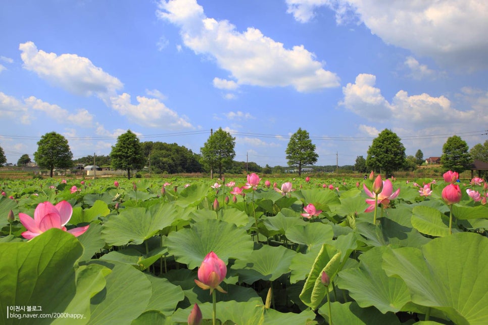 성호호수 연꽃