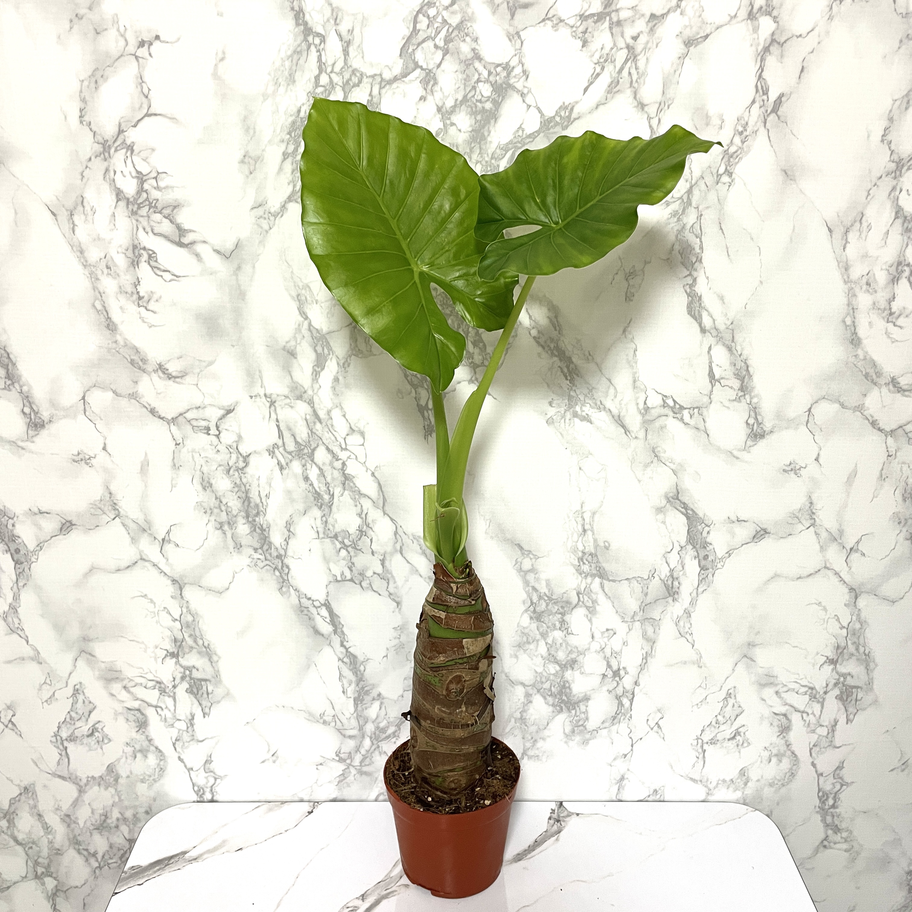 알로카시아 키우기, 종류, 번식, 꽃말