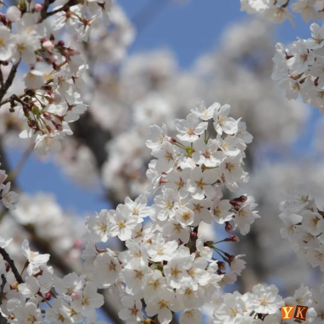 벚꽃 개화시기 2025년 , 전국 벚꽃 명소 BEST 10