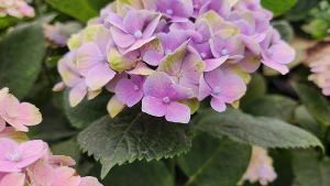 용인 자작나무숲 수국축제