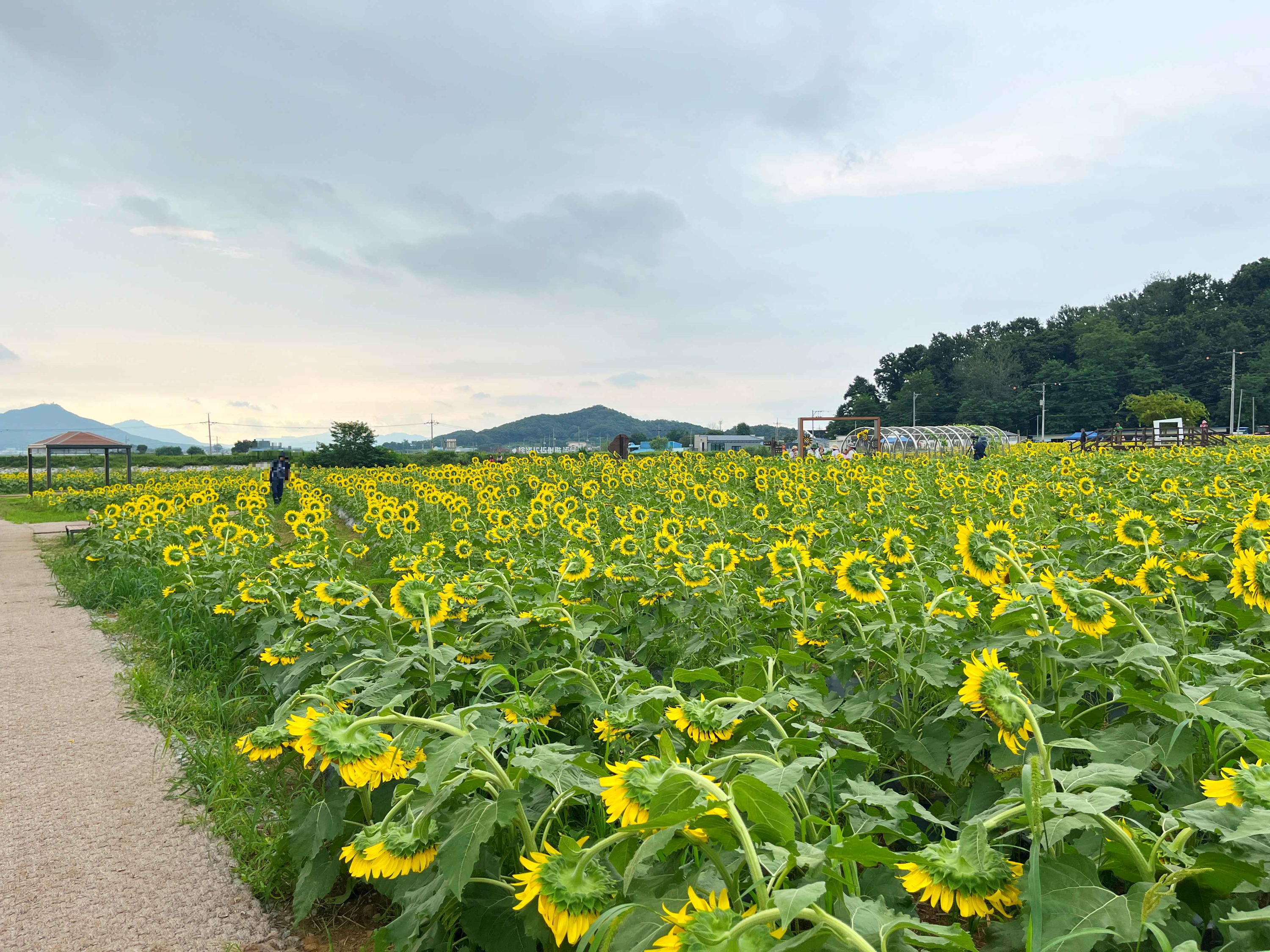 강화도 교동 난정 해바라기 정원 축제