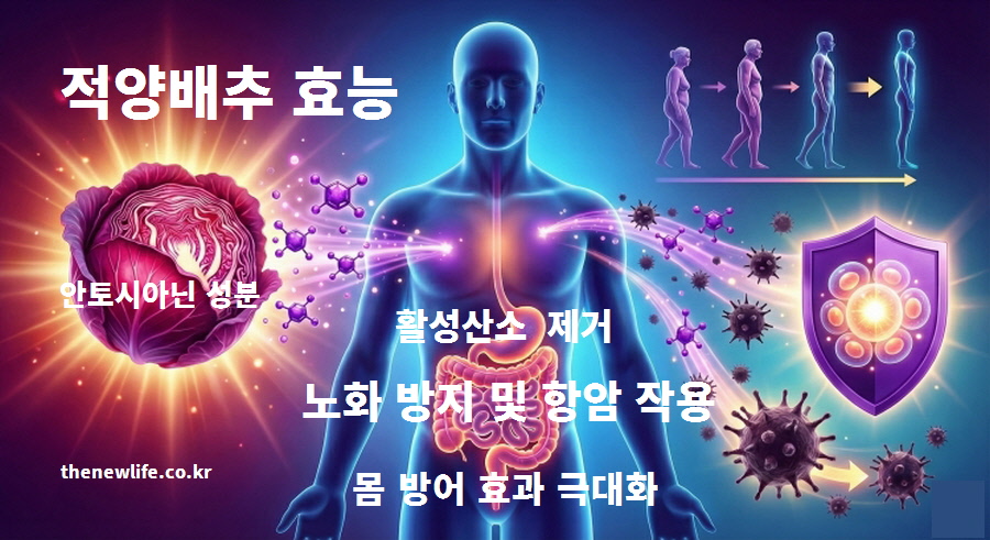 적양배추의 붉은색 안토시아닌 성분이 체내 활성산소를 제거하여 노화 방지 및 항암 작용을 돕고, 몸의 방어 효과를 극대화하는 과정을 설명한 일러스트