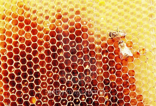 로얄제리 복용법