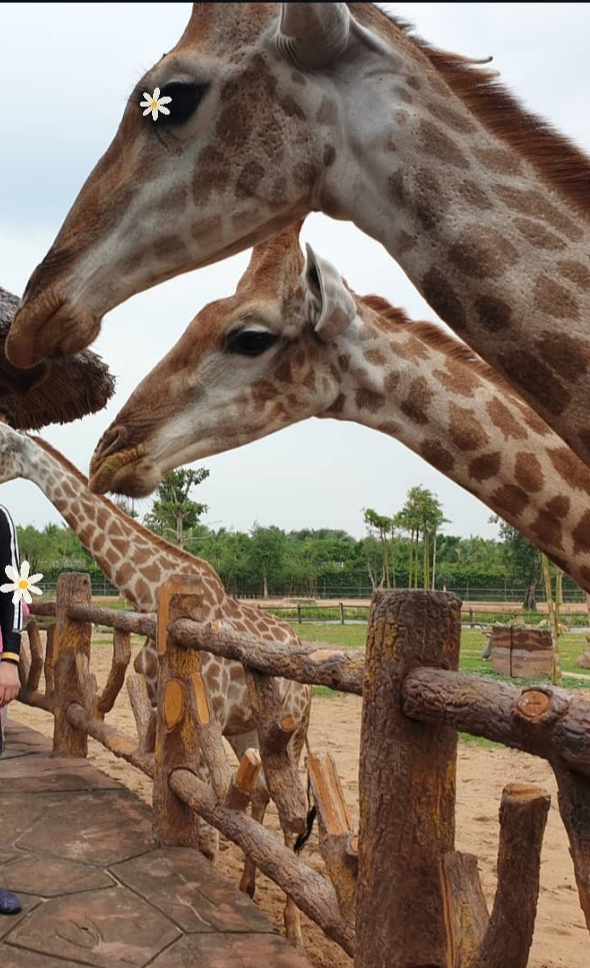 남호이안 빈원더스 동물원 기린