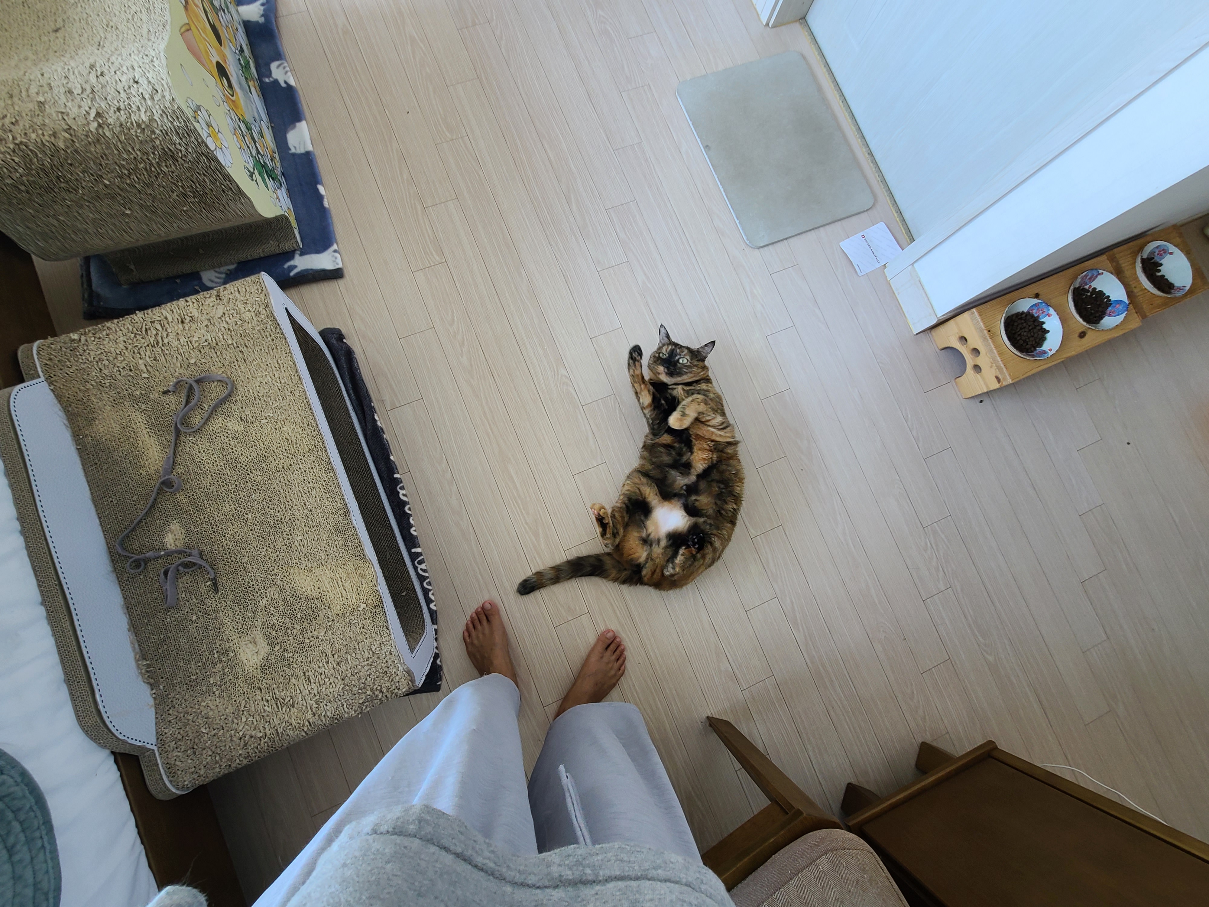 아홉마리 고양이들 사진 한장에 다 넣기. 성공! 다묘집사 소원성취!