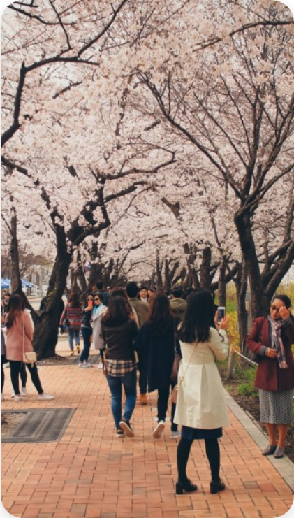 🌸 2025년 서울 벚꽃 완전 정복! 개화 시기 예측부터 서울 여행 꿀팁까지 🌸