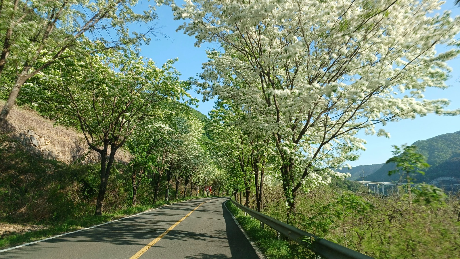 밀양댐 생태공원 이팝나무길5