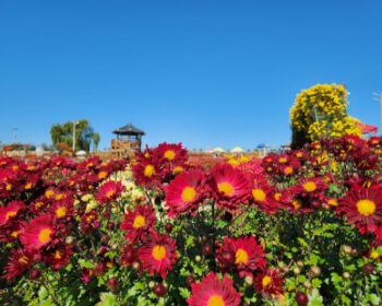 서산 국화축제_34