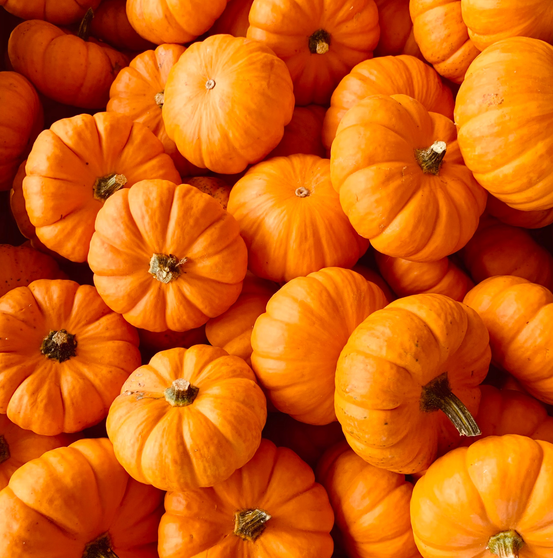 붓기 빠지는 차