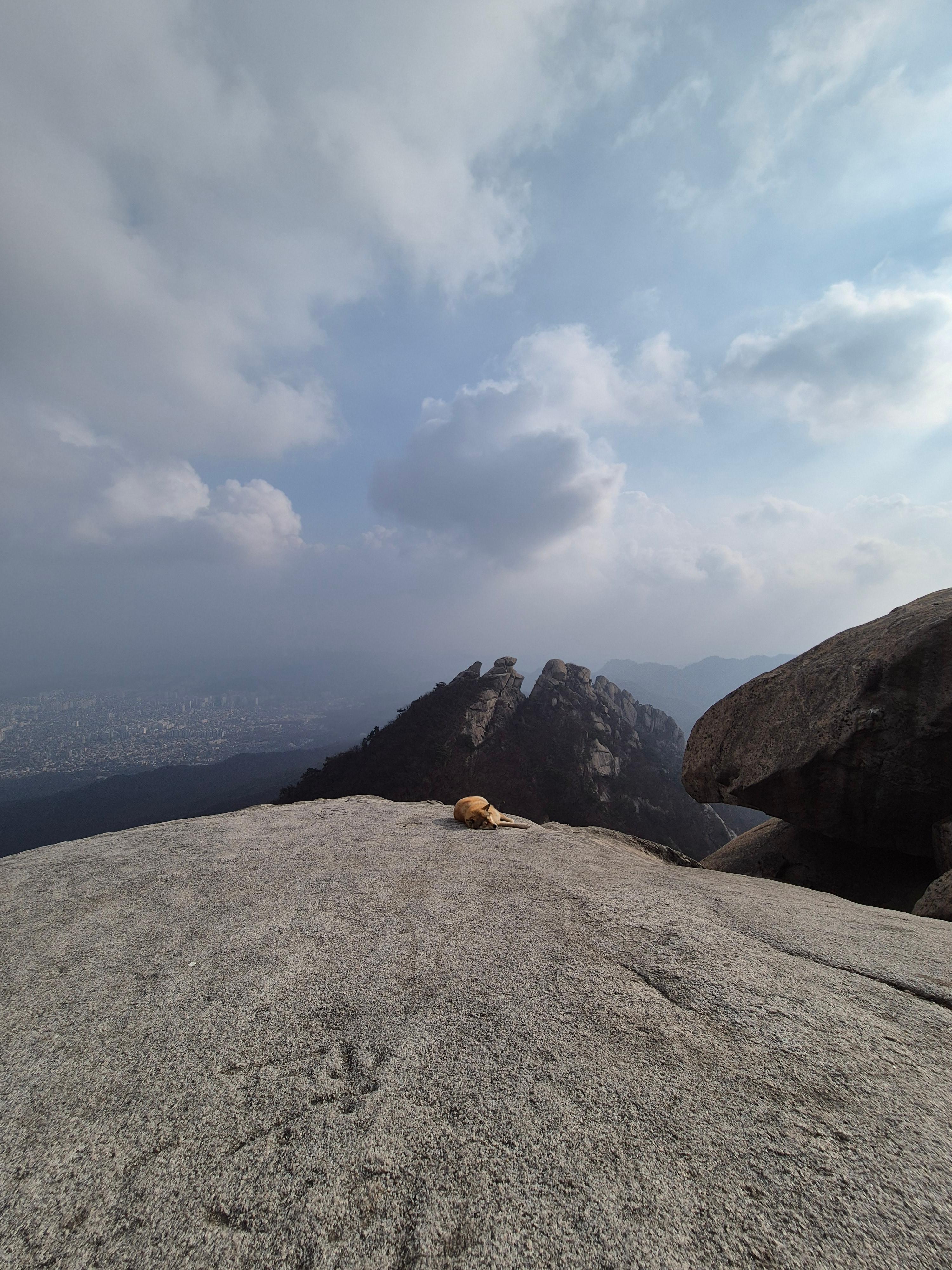 백운대 정상에 사는 개