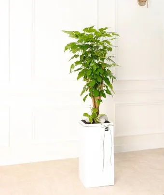 실내식물 물 주는 시간대 아침저녁차이 과습예방 통풍맞춰 관리_2