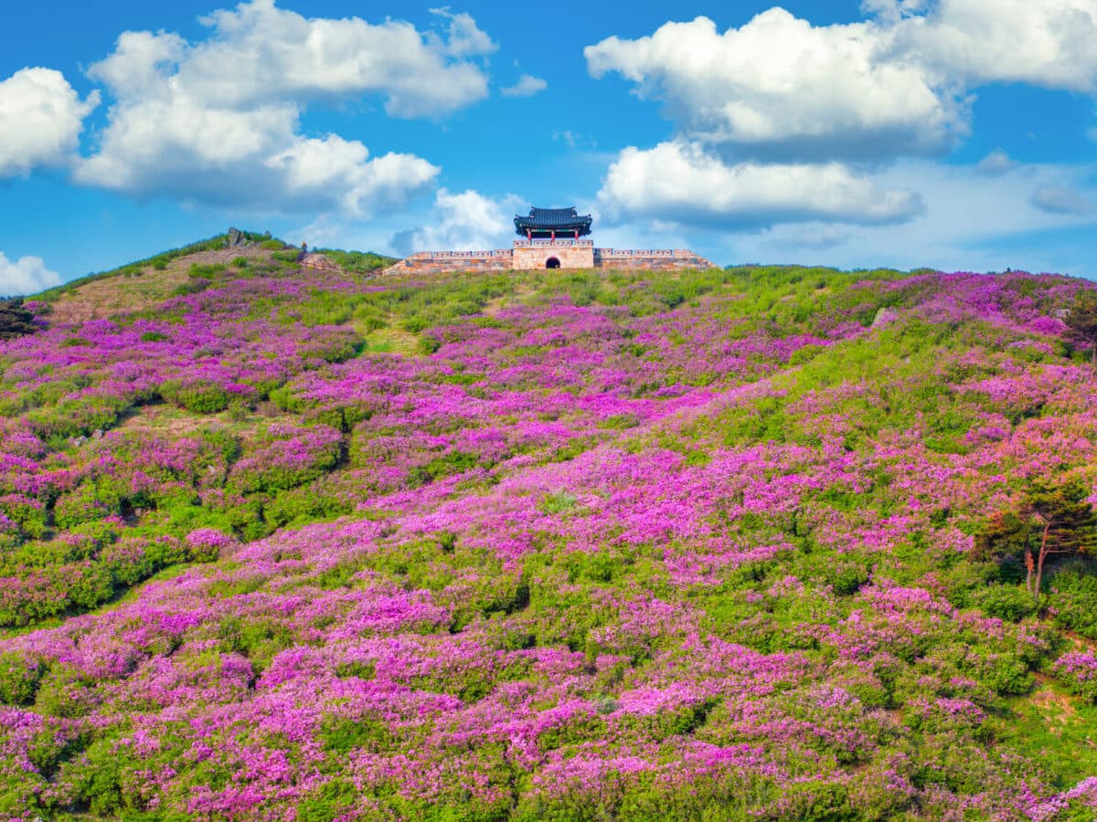 [경남 합천 여행]5월 봄 축제❘황매산 철쭉축제❘기간, 예약 방법, 실시간 개화 현황