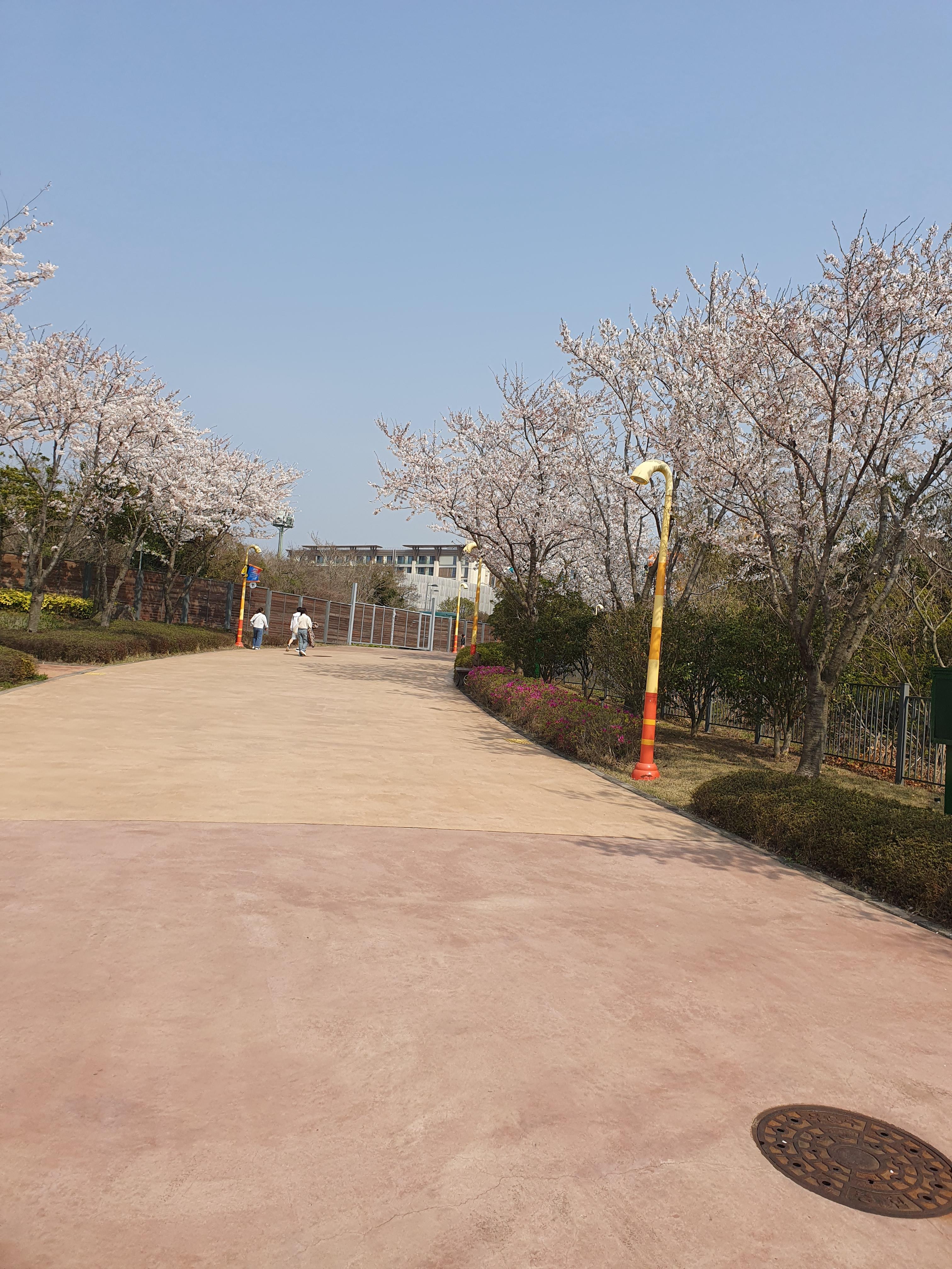 신화월드 테마파크 벚꽃 풍경