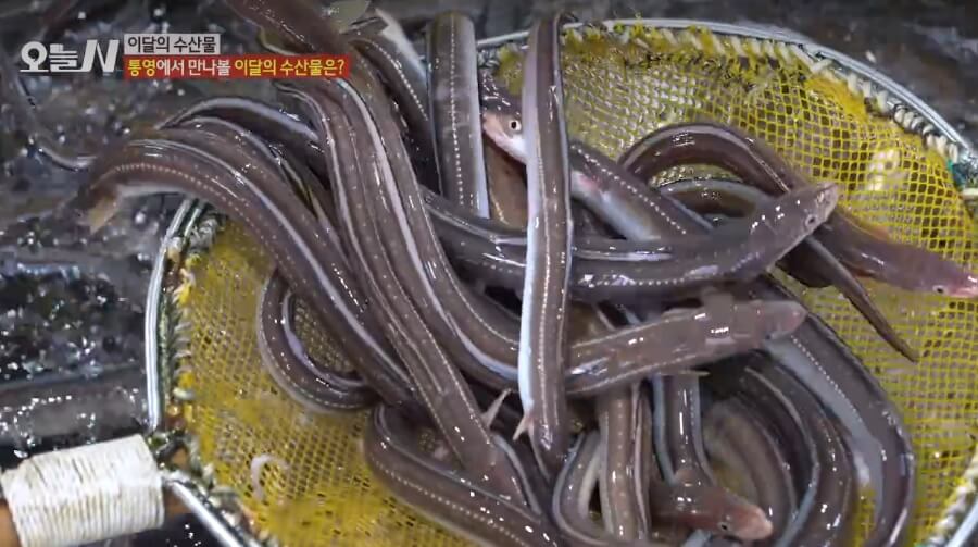 오늘N 이달의 수산물 통영 자연산 바닷장어 구입방법 근해통발수협협동조합 오늘N 2502회