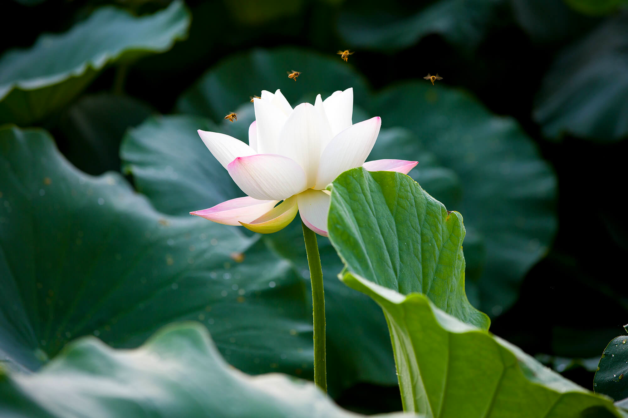 시흥 관곡지 연꽃테마파크 연꽃10