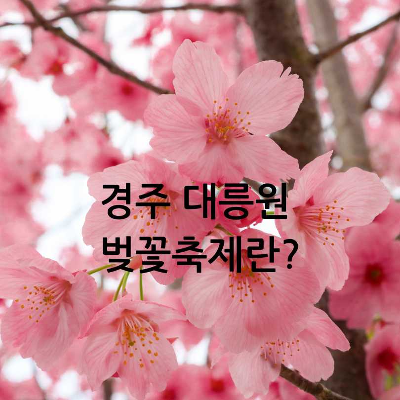 2025년 경주 대릉원돌담길 벚꽃축제 