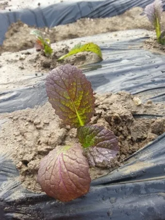 겨자채 재배 발아 빠름 간단한 관리 연속 파종_6