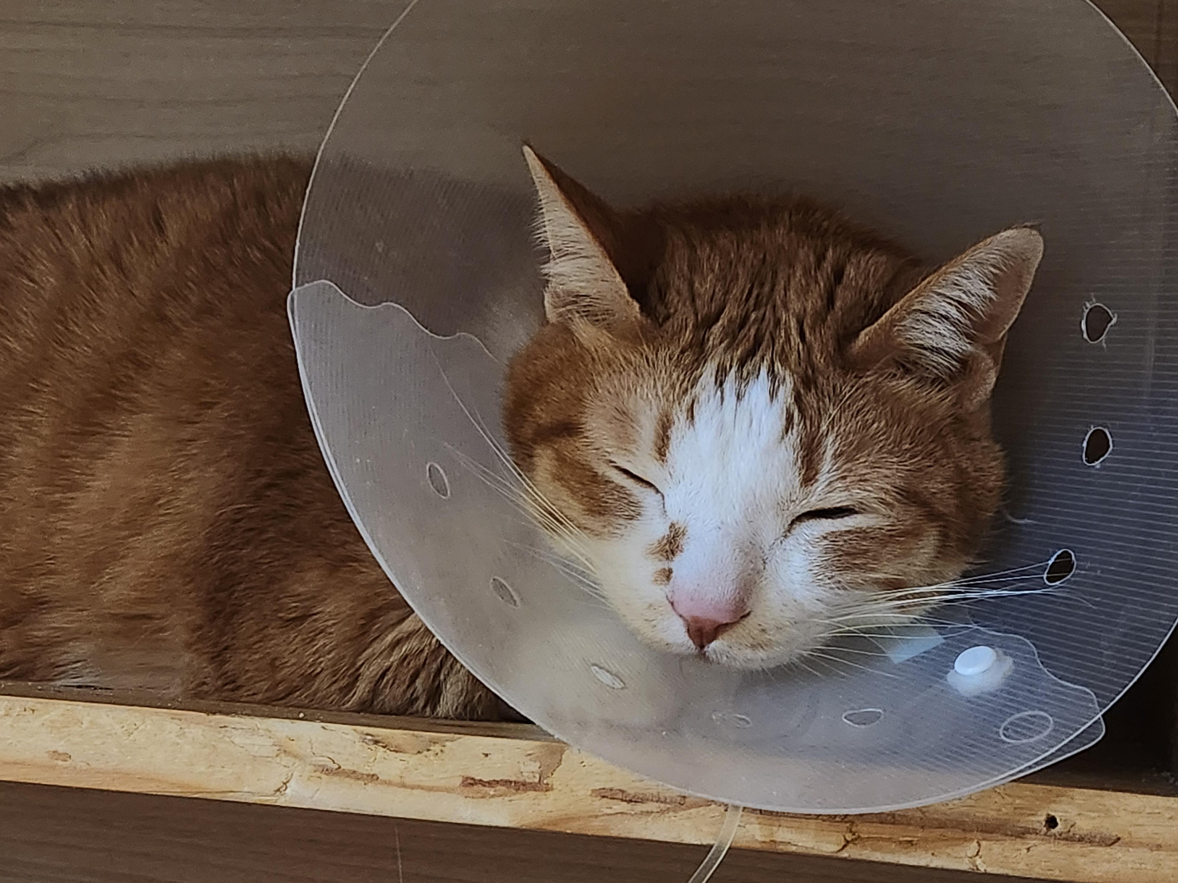 황달로_병원에_입원한_치즈냥이_호야_17