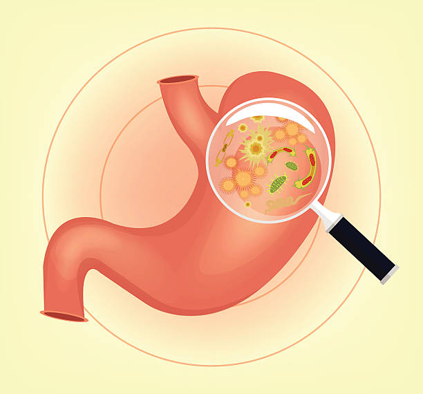 소화가 잘 안되는 이유