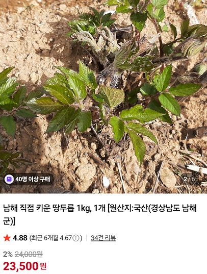 생생정보-땅두릅