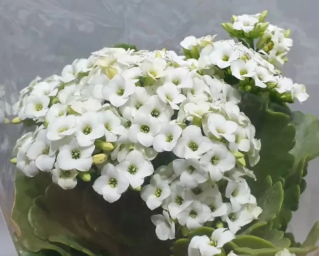 겨울 꽃 칼랑코에