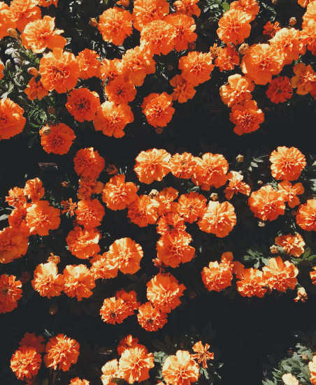 꽃 검색, 꽃 이름 찾는 방법