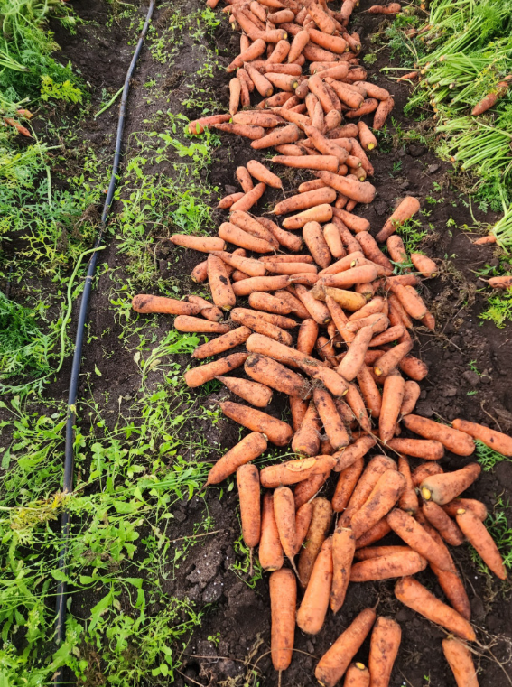 6시내고향 제주 구좌 당근 구매정보 도하네농장