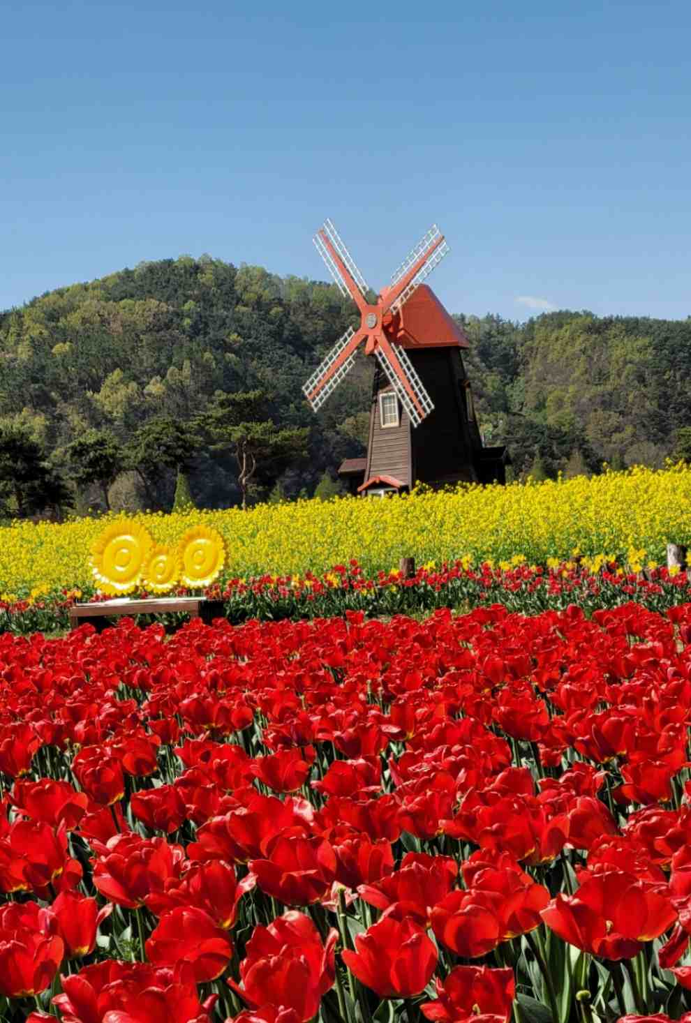 창녕 낙동강 유채축제