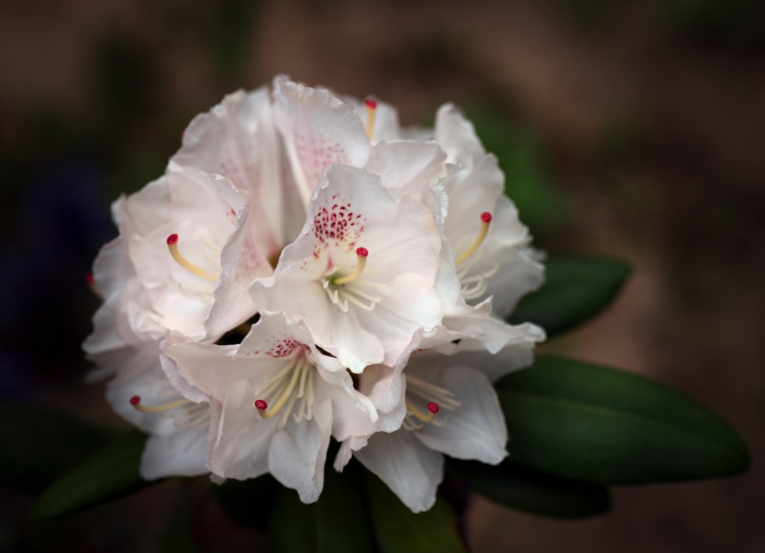 Rhododendron