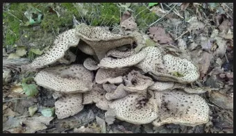 능이버섯 채취시기 산행 정보를 정리_5