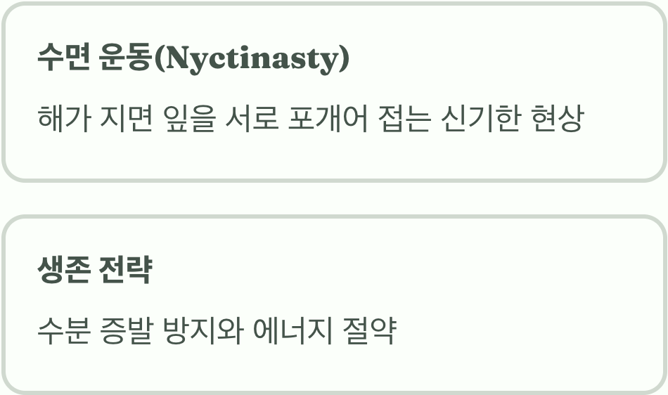 밤의 인사를 건네는 &amp;#39;잠자는 잎사귀&amp;#39;