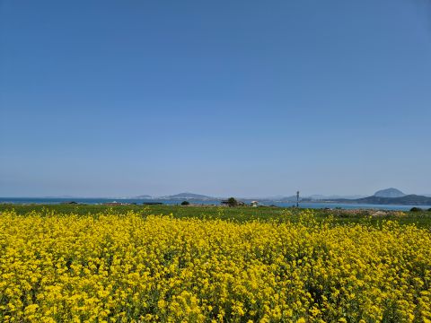 가파도 유채꽃 너머 바다와 제주도