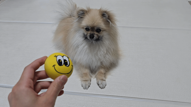 삑삑이 소리를 듣는 강아지