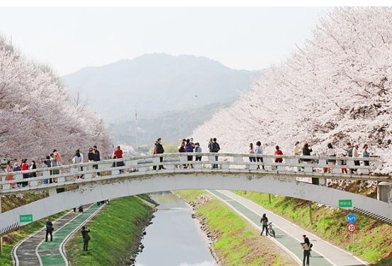 서초 벚꽃