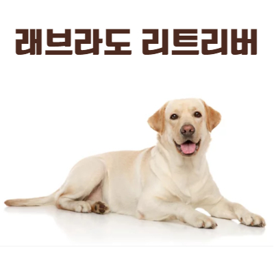 래브라도 리트리버 사진