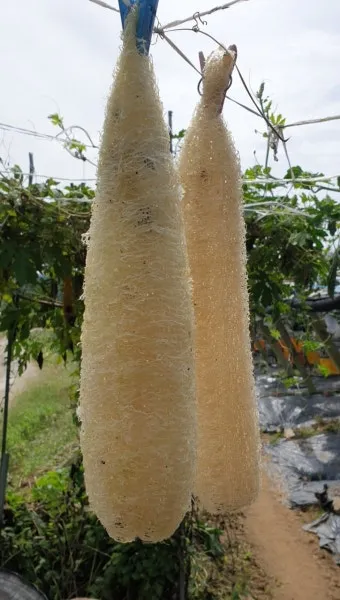 수세미 재배 덩굴 유인 통풍 관리 수확 건조_5