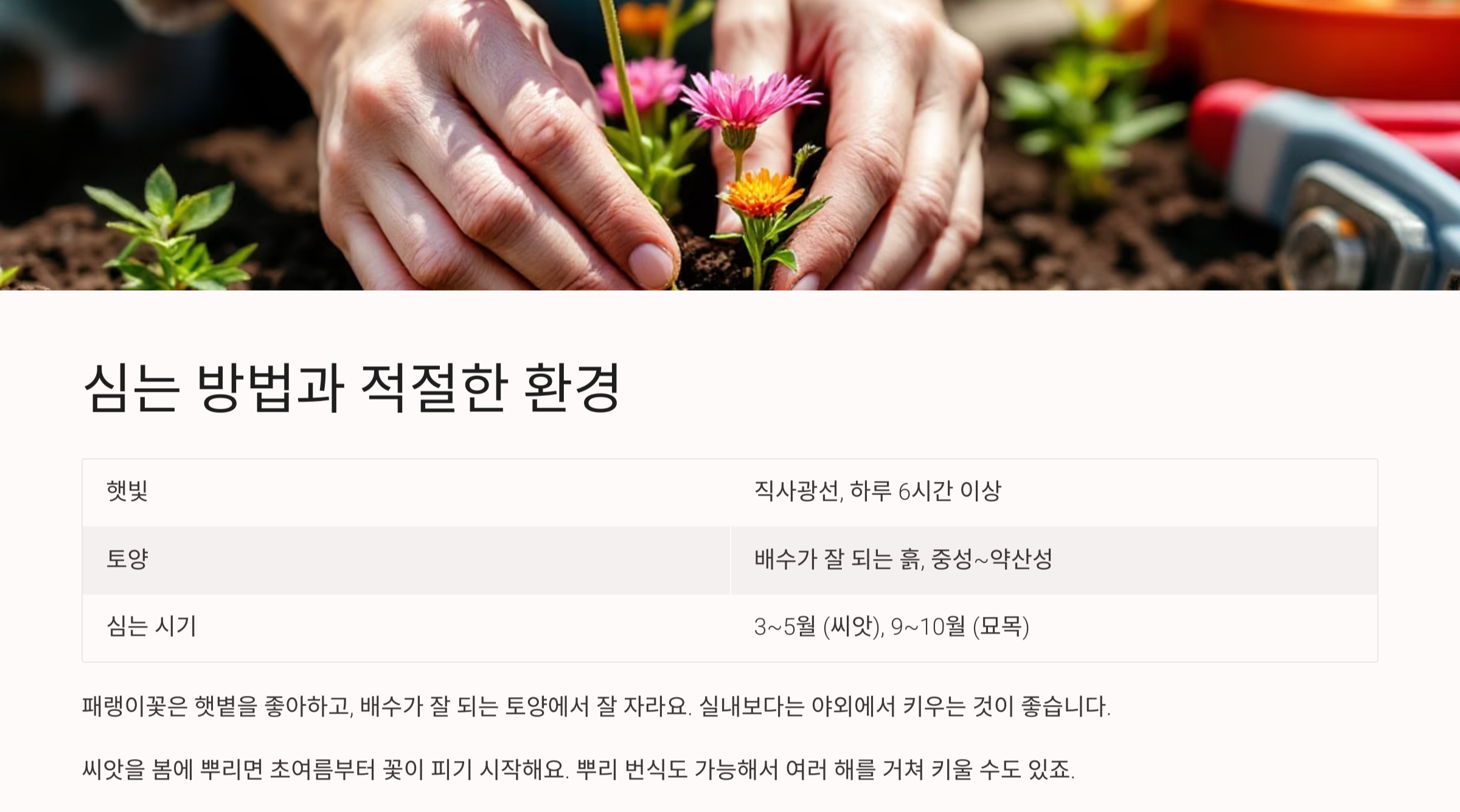 패랭이꽃