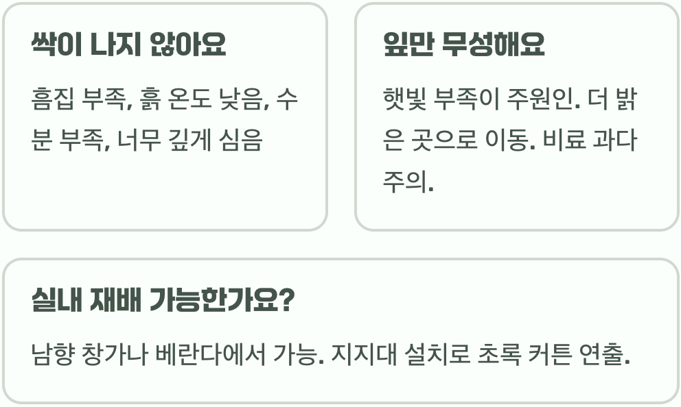 둥근잎나팔꽃 씨앗부터 키우기 A to Z