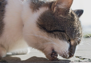 고양이가 토하는 이유