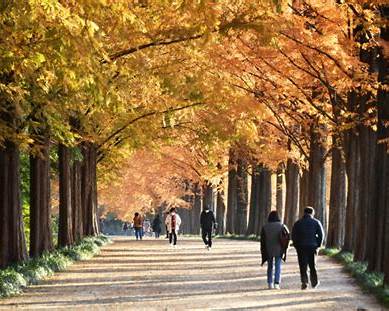 담양 메타세쿼이아길과 죽녹원에서 즐기는 가을 여행